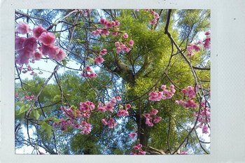 ご近所 桜。