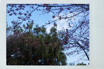 ご近所 桜。