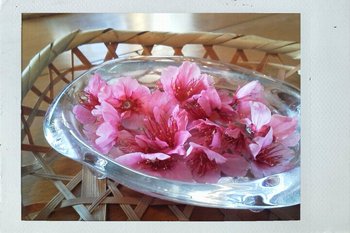 ご近所 桜。