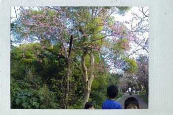 ご近所 桜。