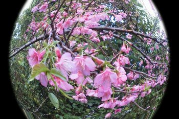 ご近所 桜。