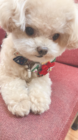 最近のむぎくん❤️ 最近のむぎくん❤️