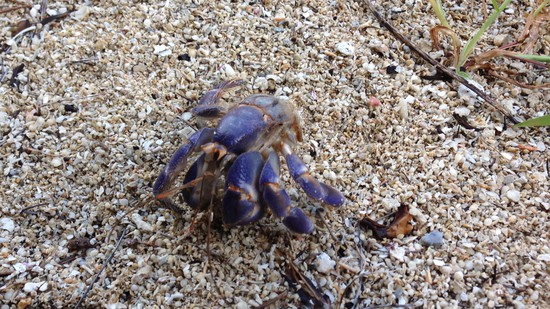 ヤドカリの宿さがし ヤドカリの宿さがし
