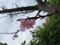 今週末は本部町桜まつり！