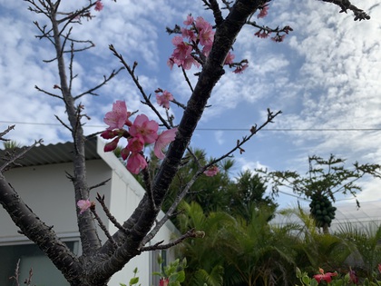 お庭の桜