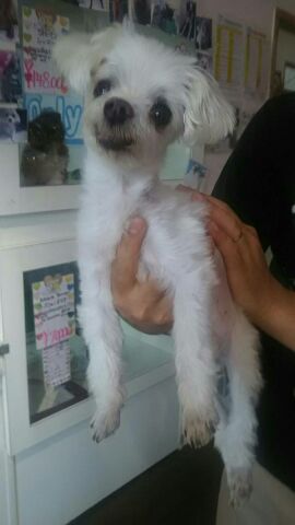 迷い犬 迷い犬