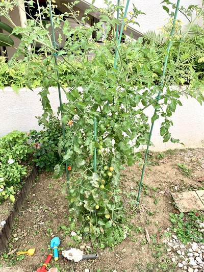 ミニトマトを収穫しました
