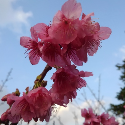 桜散歩♪