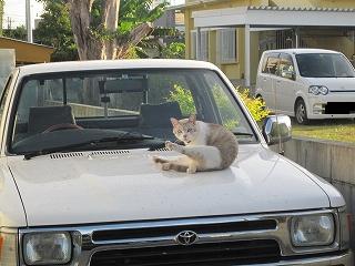 猫について