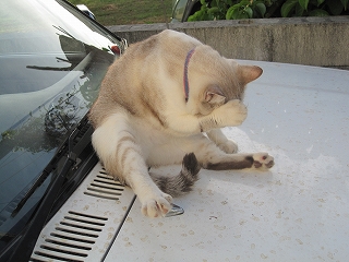 猫について