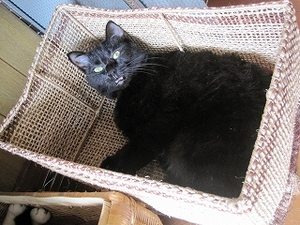 猫について4。
