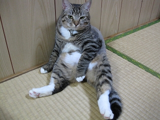 猫について