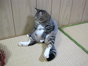 猫について
