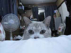 猫について2