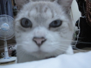 猫について2