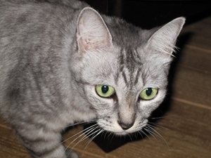 猫について 3