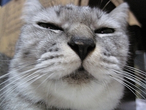 猫について 3