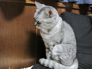 猫について 3