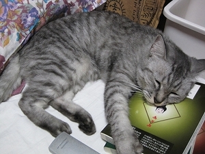 猫について 3