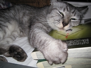 猫について 3