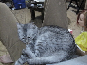 猫について6。