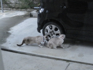 猫について6。