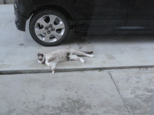 猫について6。