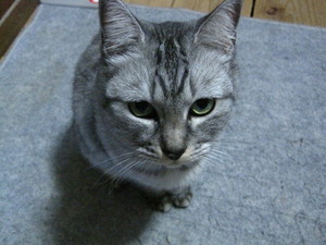 猫について 6。