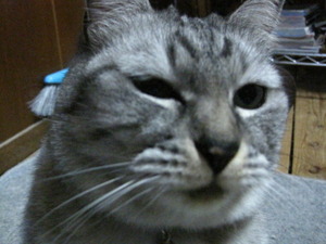 猫について 6。