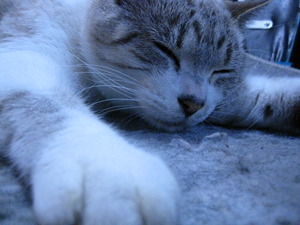 猫について8。