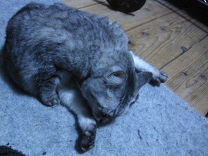 猫について8。