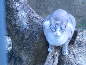 猫について9。