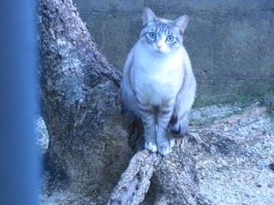 猫について9。