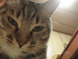 猫について10。