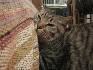 猫について10。