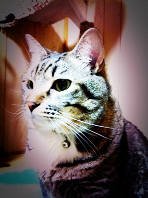 猫について 13。