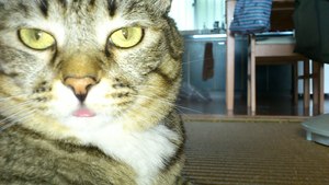 猫について 24。
