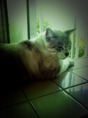 猫について 18。