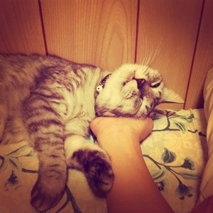 猫について 20。
