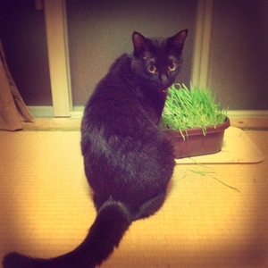 猫について 23。