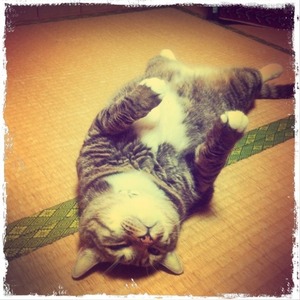 猫について 27。