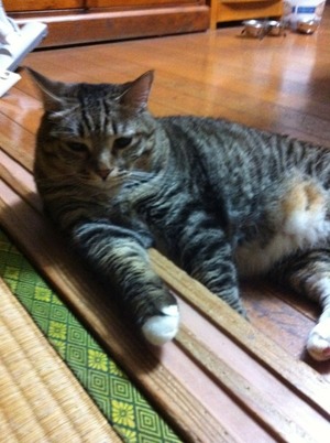猫について 13。