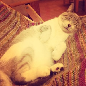 猫について 26。