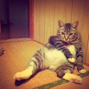 猫について 21。