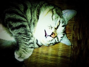 猫について 20。