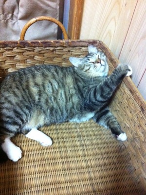 猫について 17。