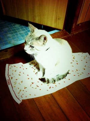 猫について 15。
