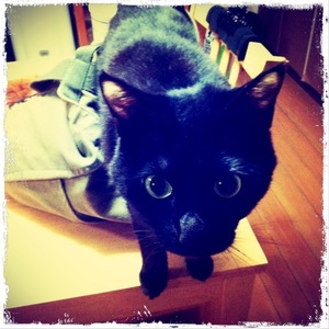 猫について 26。
