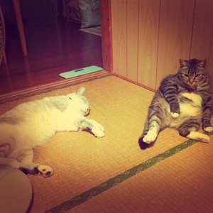 猫について 21。