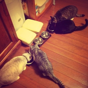 猫について 24。